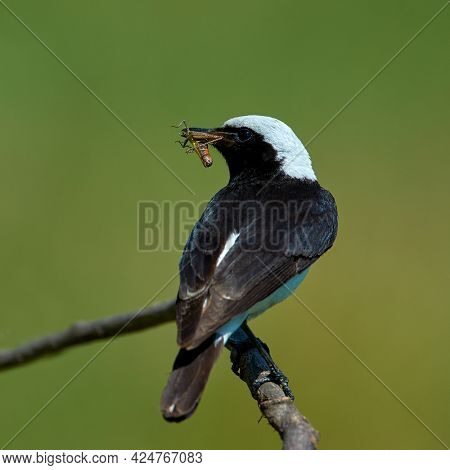 The pied wheatear (Oenanthe pleschanka) in natural habitat 