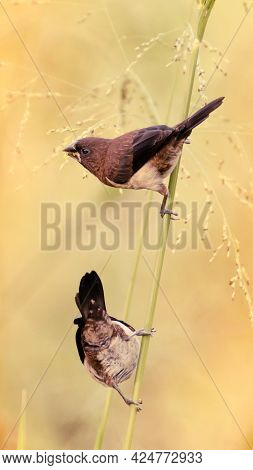 Beautiful Lonchura Striata Birds Pair On A Weed Grass Stem Eating Small Seeds Against A Soft Green N