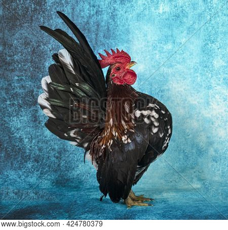 Malaysian Serama In Front Of Blue Background