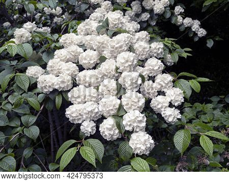 Beautiful White Flowers On A Japanese Snowball Bush