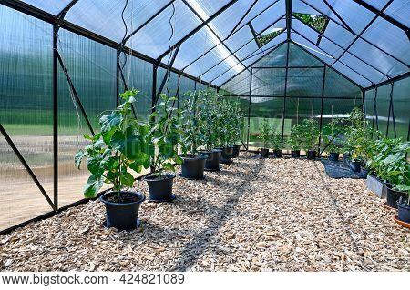 Pots With Tomato Plants In Big Greenhouse