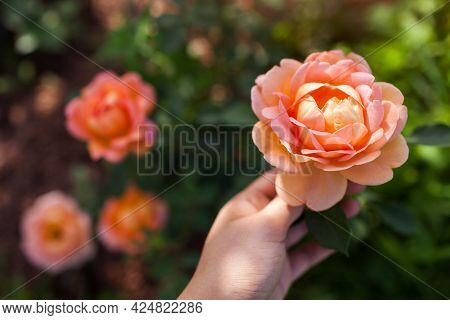 Orange Salmon Rose Lady Of Shalott Blooming In Summer Garden. English David Austin Selection Roses F
