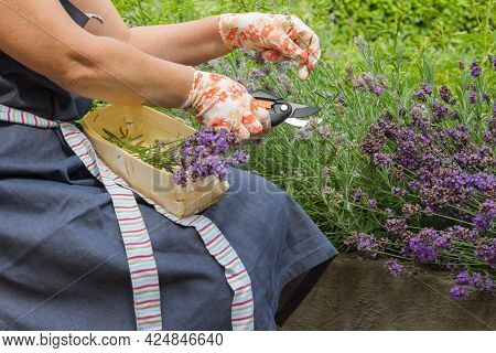 Female Hands In Gardening Gloves Hold A Pruner And Prune A Lavender Bush. Seasonal Gardening. Prunin