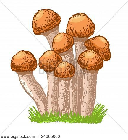 Edible Mushrooms Honey Agarics. Hand Drawn Armillaria Mellea Edible Fungus. Sketch Style Natural Org