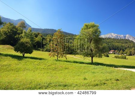 Alpine Landscape