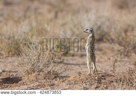 Meerkat Standing Up In Alert In Scrubland In Kgalagadi Transfrontier Park, South Africa; Specie Suri