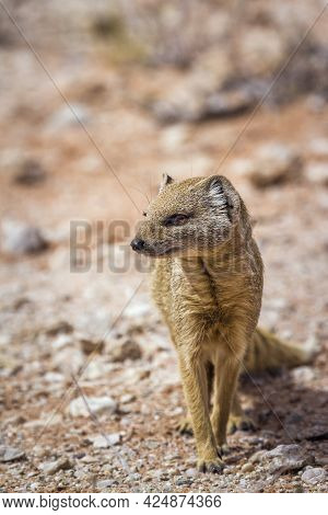 Yellow Mongoose Seated Front View In Kgalagadi Transfrontier Park, South Africa; Specie Cynictis Pen