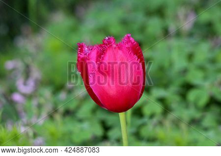 Creepy Looking Dark Red Jagged Tulip Flower With Jagged Edges On Green Grass And Plants Background G