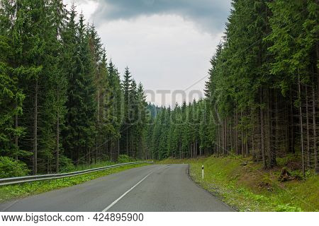 Car Road In The Picturesque High Density Pine Treee Forest, Among Karpaty Mountains