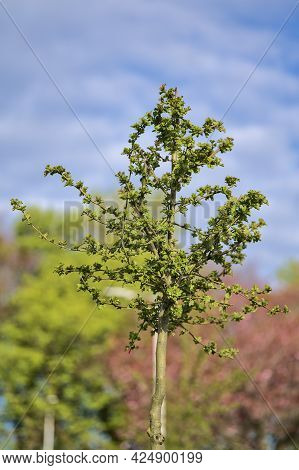 Beautiful Vertical Spring View Of Young Tree With Fresh Spring Leaves In Ballawley Park, Sandyford, 