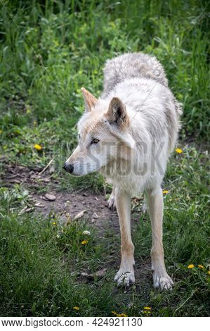 A Wolf Dog At The Yamnuska Wold Dog Sanctuary In Alberta.