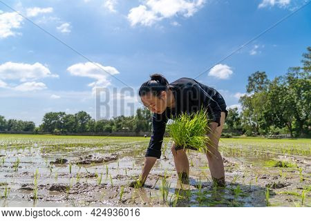 Amateur Asian Man Tests And Tries To Transplant Rice Seedlings In Paddy Rice Field In The Open Sky D