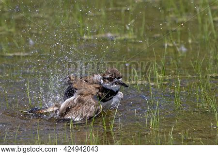 The Killdeer (charadrius Vociferus) , Americas Large Plover In Shalow Water