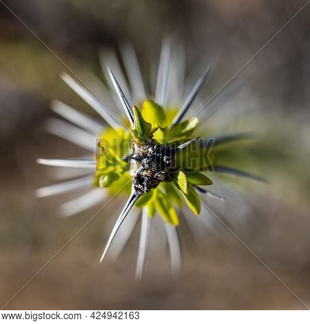 Green Leaves Sprouting On The Tip Of An Ocatillo