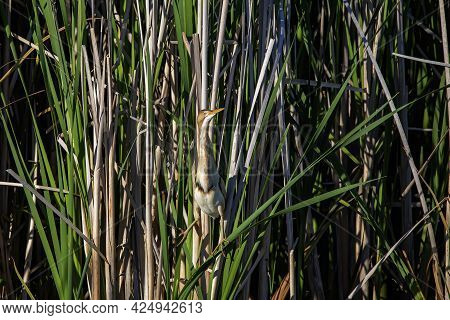 The Least Bittern (ixobrychus Exilis)  In The Reeds. It Is One Of The Smallest Herons In The World F
