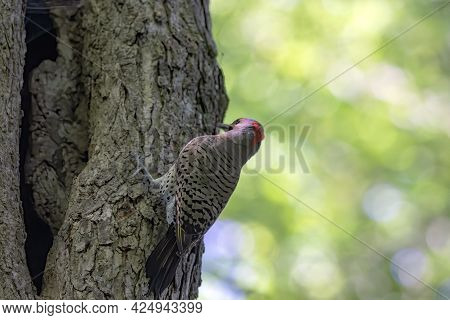 The Northern Flicker (colaptes Auratus). Is Woodpecker Native To Most Of North America