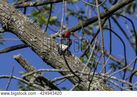 The Red-headed Woodpecker On A Tree With A Nest Cavity.