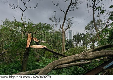 Super Cyclone Amphan Has Uprooted Tree Which Fell On Ground. The Devastation Has Made Many Trees Fal