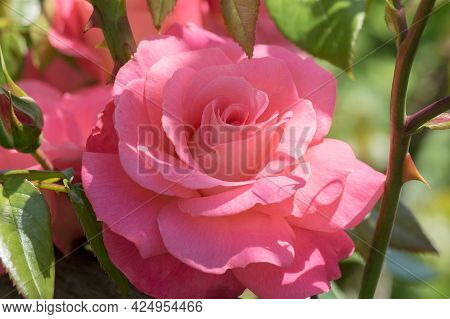 Large, Fragrant, Sumptuous, Coral-pink Roses With A Bud Against A Dark-leafed Rose Shrub In Spring.