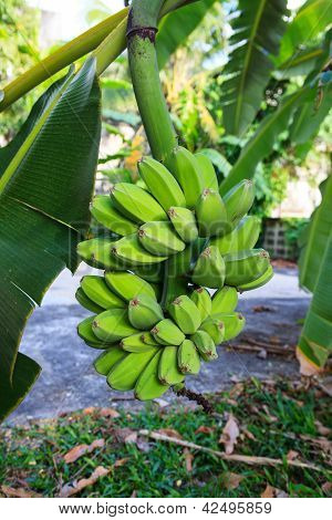 Bananeira