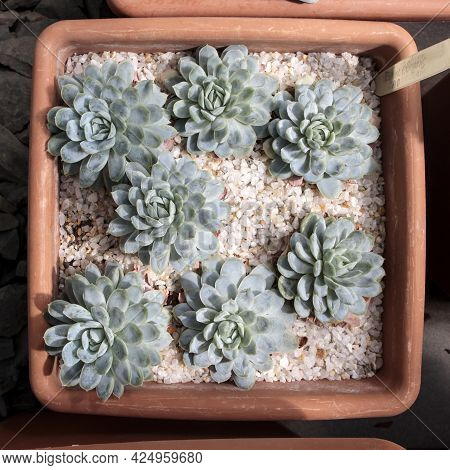 Cactus Background - Various Species Of Echeveria Succulents Such As Elegans, In Pot At The Garden Sh