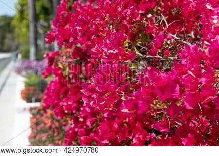 Bougainvillea With Pink Bracts. Blooming Bougainvillea Glabra. Flowering Paperflower Shrub