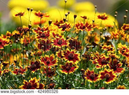 Flowering Coreopsis (lat.coreopsis), Or Parisian Beauty Plant