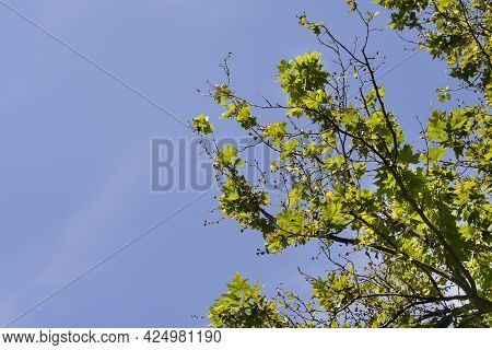 London Plane Branches Against Blue Sky - Latin Name - Platanus X Hispanica (platanus X Acerifolia)