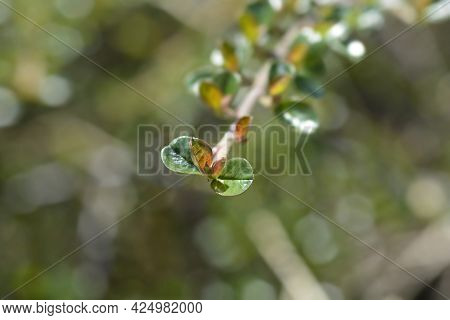 Rock Cotoneaster Branch - Latin Name - Cotoneaster Horizontalis