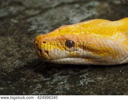 Picture Of A Albino Python Snake Head On A Park