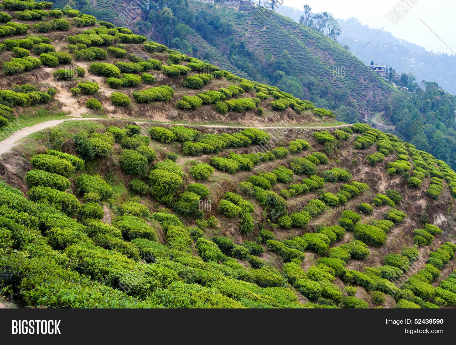 Landscape Tea Image & Photo (Free Trial) Bigstock