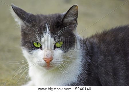 Katzenaugen