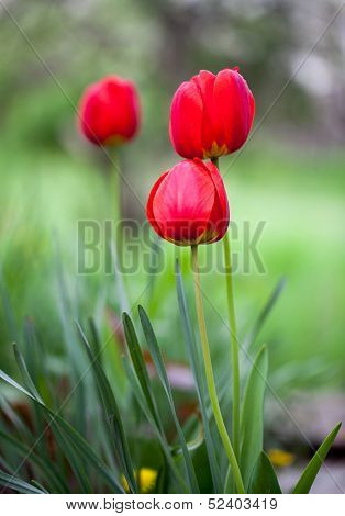 Three tulips