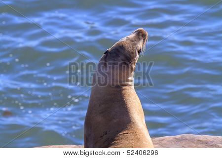 Sea Lion looking up on rock by the ocean