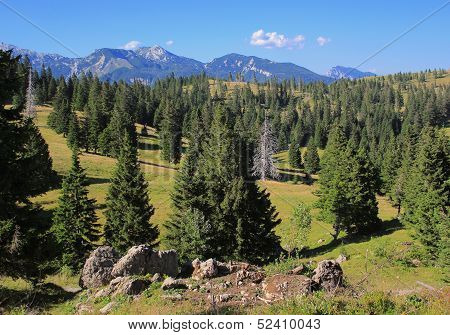 Velika Planina Forests Landscape, Slovenia