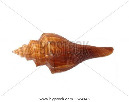 seashel
