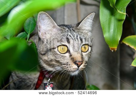 A Cat In A Bush