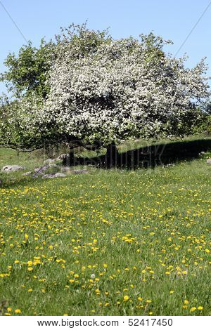 tree blossom.