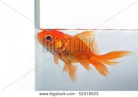 Goldfish wants more space