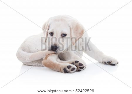 Funny Dog Tail