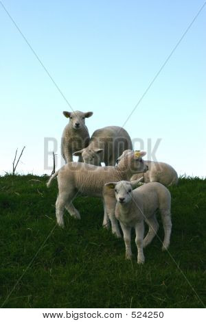 Little Lambs