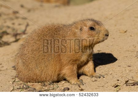 Black-tailed Prairie Dog Sitting In The Sand