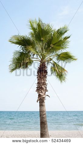 Palm tree on the beach