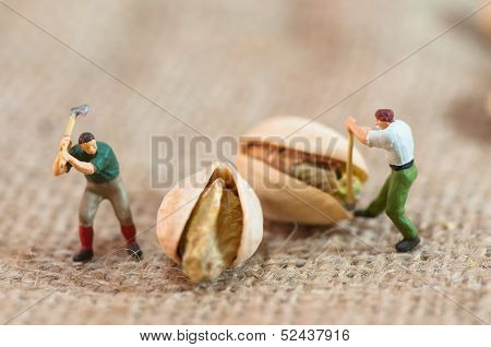 Miniature Loggers Cut Up Pistachios