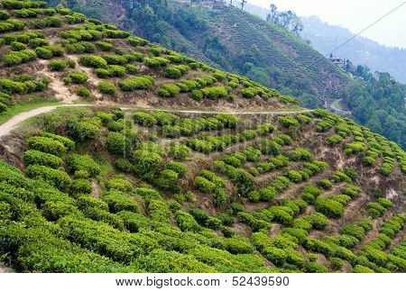 Landscape with tea plantations