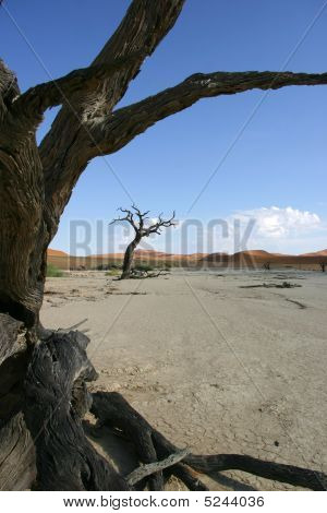 ต้นไม้ใน Deadvlei