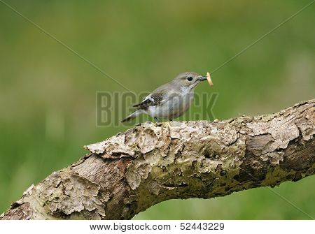 Pied Flycatcher female