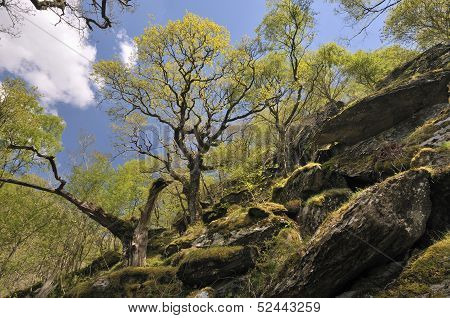 Sessile Oak Woodland