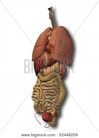 3D human or man internal abdominal or thorax organs for anatomy or health designs. An illustration isolated on white background