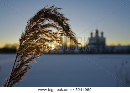 Zuckerrohr
